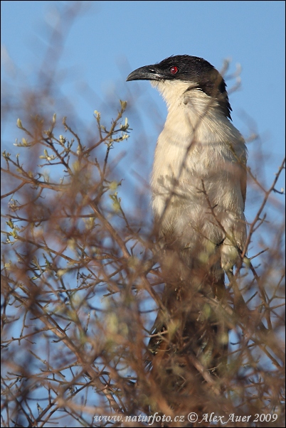 oppery-tailed Coucal