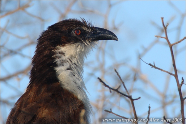 oppery-tailed Coucal
