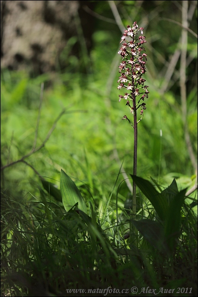 Orchis pourpre