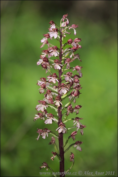 Orchis pourpre