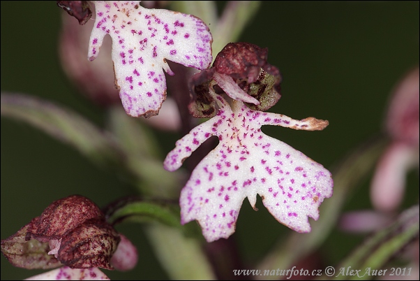 Orchis purpurea