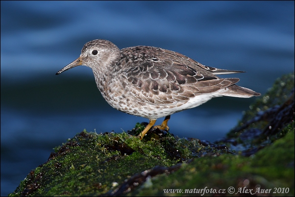 Paarse strandloper