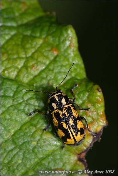 Pachybrachis tessellatus