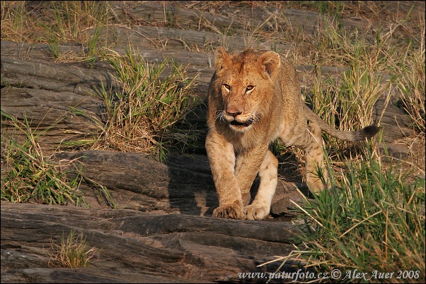 Panthera leo