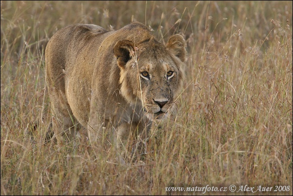 Panthera leo