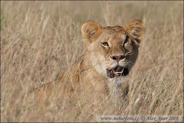 Panthera leo