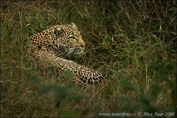 Panthera pardus