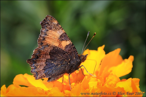 Papallona de les ortigues