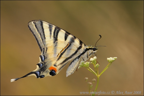 Papallona zebrada