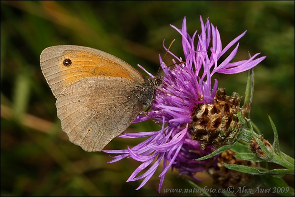 Paprastasis jautakis satyras