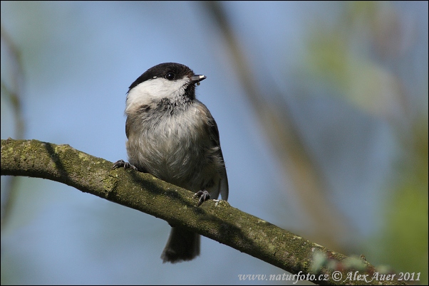 Parus montanus