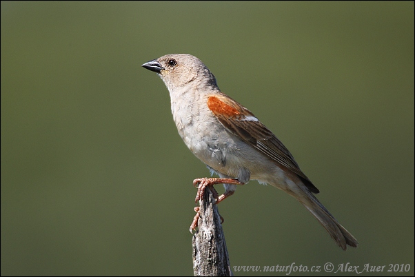 Passero testagrigia