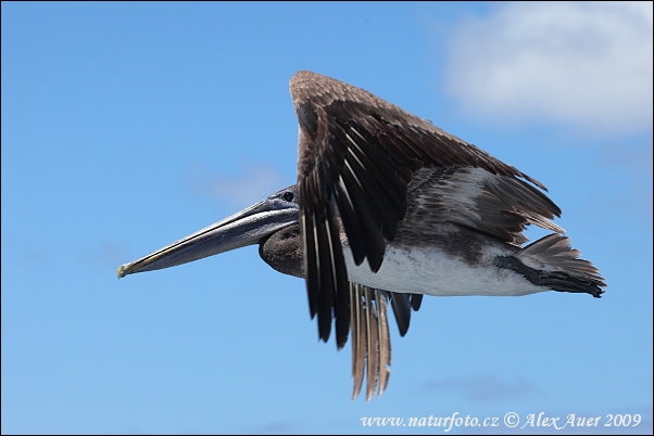 Pelecanus occidentalis urinator