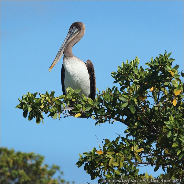 Pelecanus occidentalis urinator