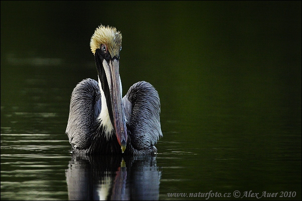 Pelecanus occidentalis