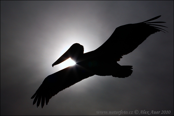 Pelecanus occidentalis