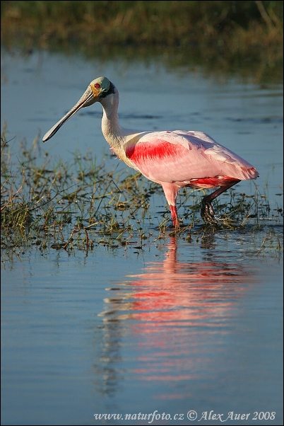 Pembe kaşıkçı