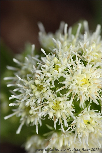 Pétasite blanc