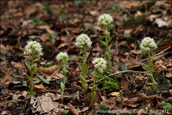 Petasites albus