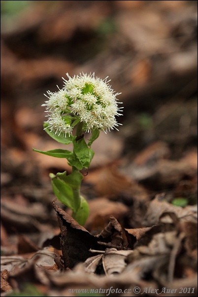 Petasites albus