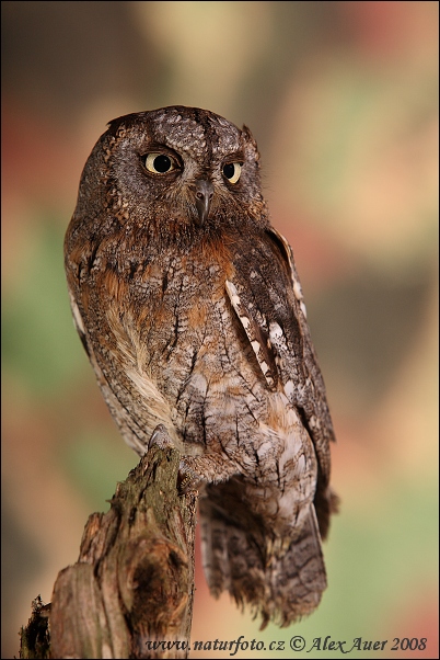 Petit-duc scops