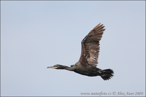 Phalacrocorax aristotelis