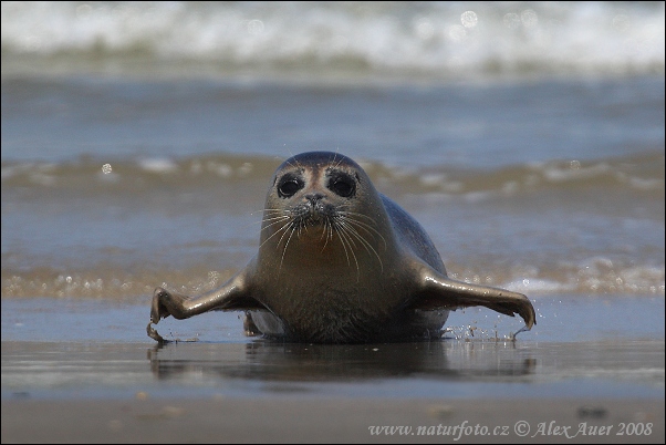 Phoca vitulina