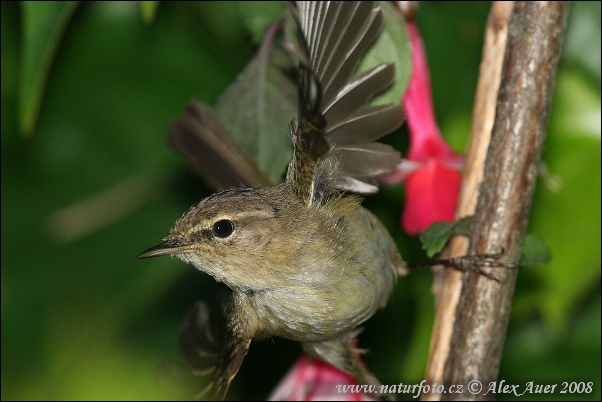 Phylloscopus collybita