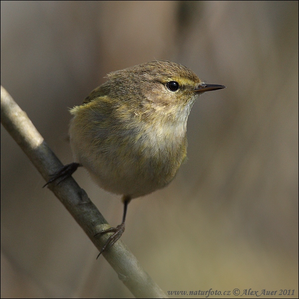 Phylloscopus collybita