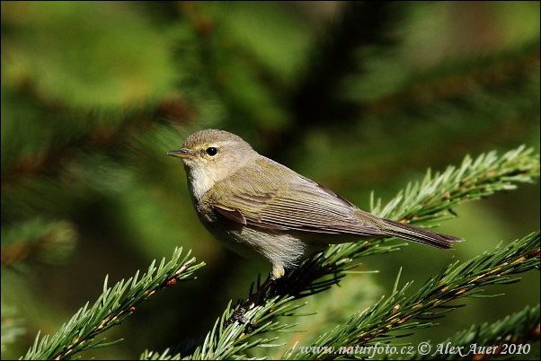 Phylloscopus collybita