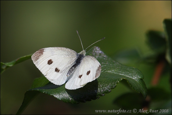 Pieris rapae