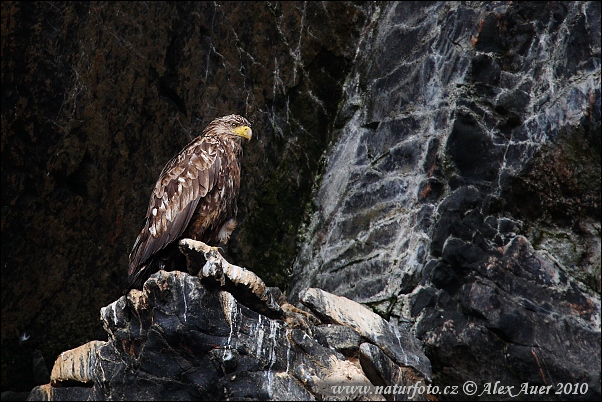 Pigargo europeo