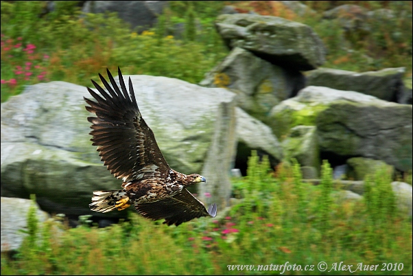Pigargo europeo