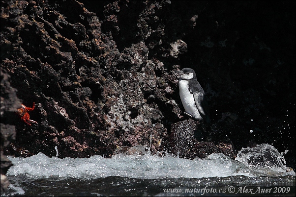 Pingüino de las Galápagos