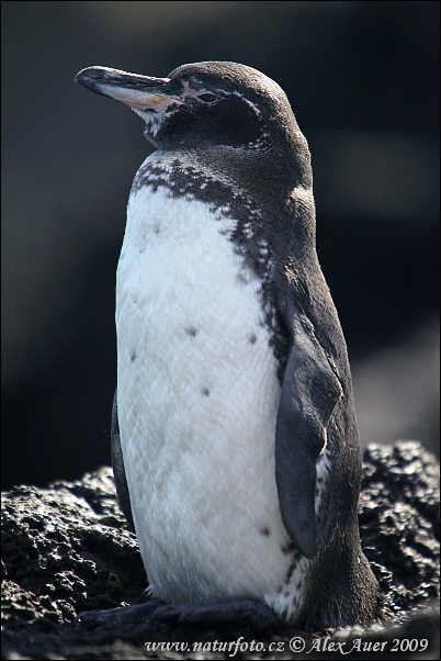 Pingüino de las Galápagos