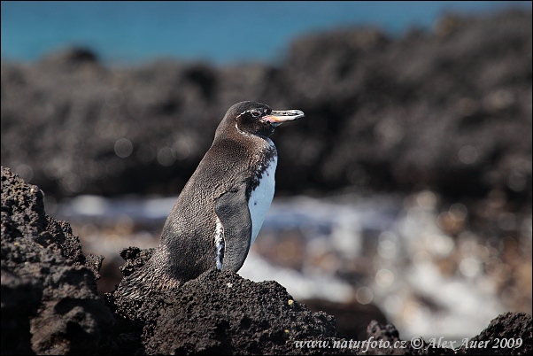 Pingüino de las Galápagos