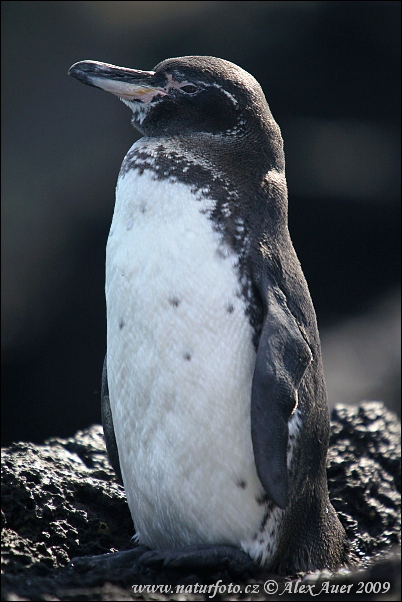 Pinguino delle Galapagos