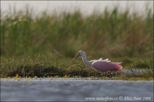 Platalea ajaja