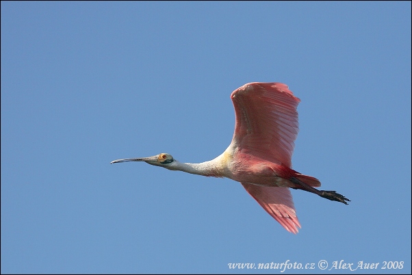 Platalea ajaja