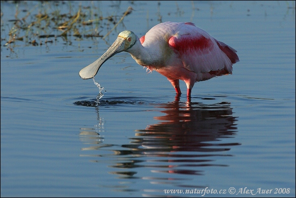 Platalea ajaja