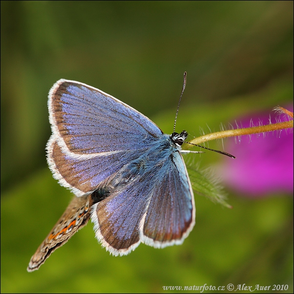 Plebejus argus