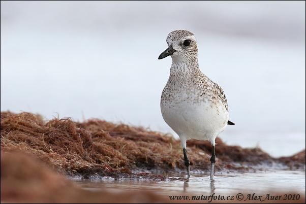 Pluvialis squatarola