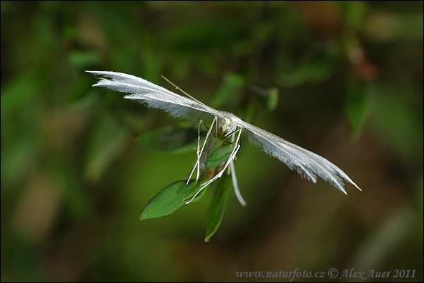 Polilla penacho