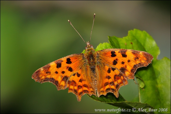 Polygonia c-album