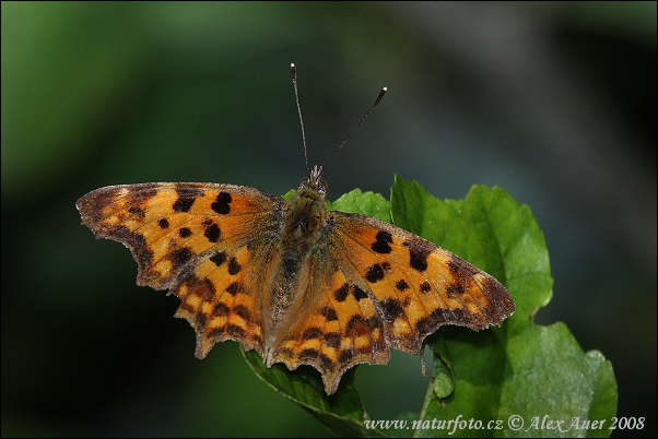 Polygonia c-album