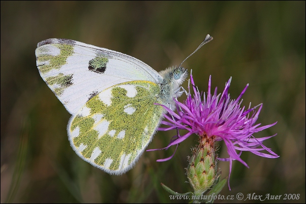 Pontia daplidice