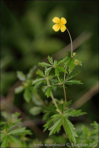 Potentilla erecta