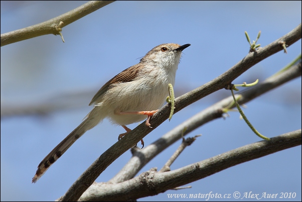Prinia zwyczajna