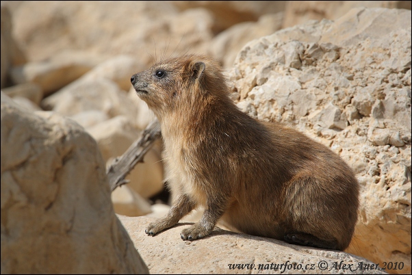 Procavia capensis syriaca