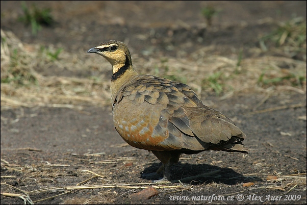 Pterocles gutturalis